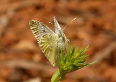 Zeldzame vlinder wandeling Planalto do Escarpao