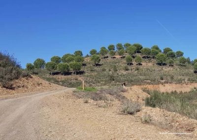 Moinho natuurwandeling: Reforestation pinheiros