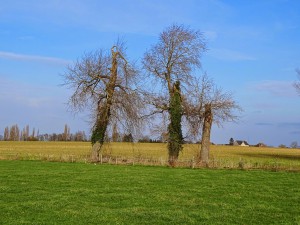 Halewijn Neerlinter 18-01-2015 - 08