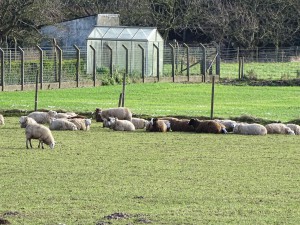 Halewijn Neerlinter 18-01-2015 - 20