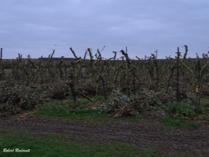 Halewijn - Halle-Booienhoven 11-11-2015 - 14           