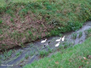 Halewijn - Halle-Booienhoven 11-11-2015 - 38 