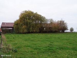 Halewijn - Halle-Booienhoven 11-11-2015 - 40 