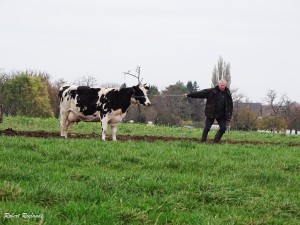 Halewijn - Halle-Booienhoven 11-11-2015 - 42 