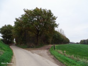 Halewijn - Halle-Booienhoven 11-11-2015 - 51