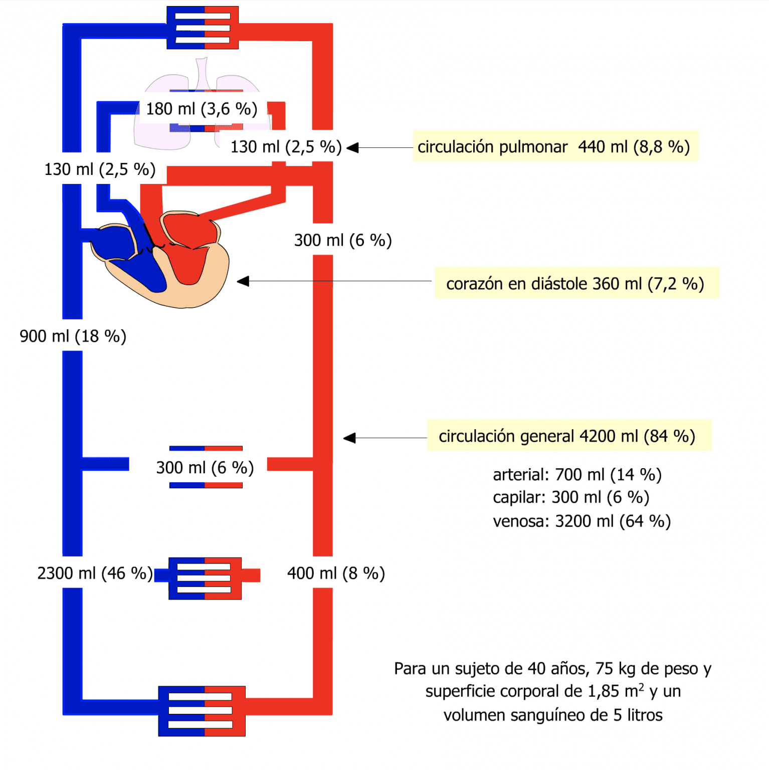 Hemodinámica Vascular Webfisio 5603