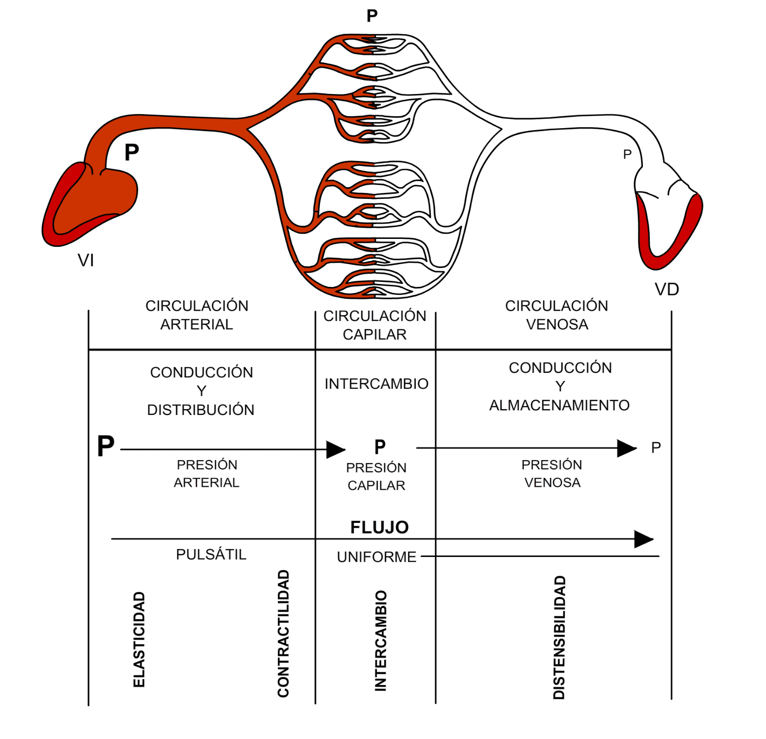 Hemodinámica vascular - WebFisio