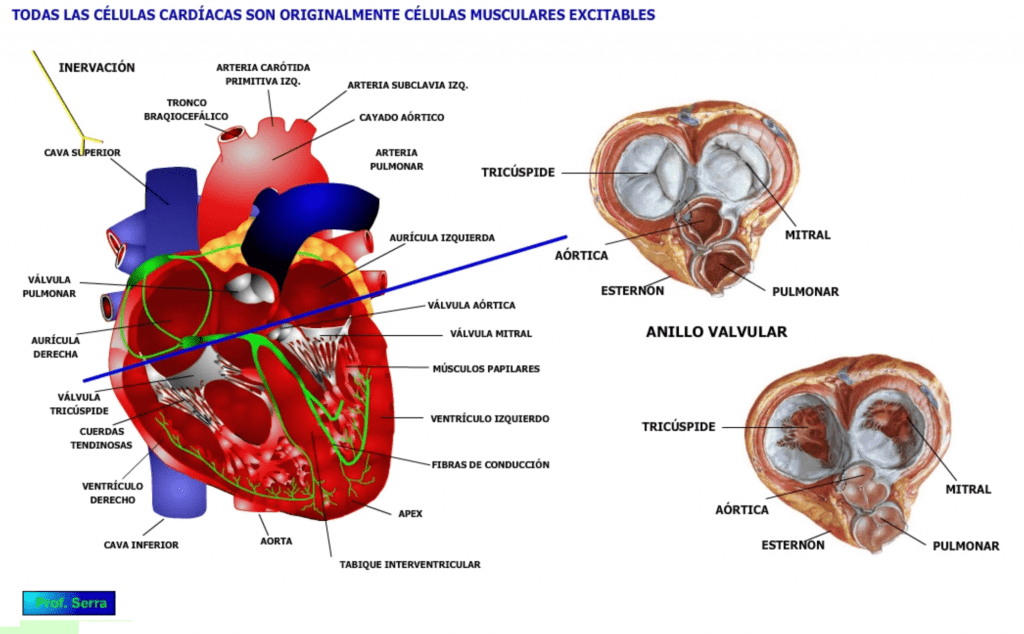 Anatomía cardíaca