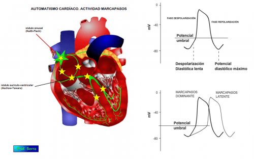 Automatismo de las células cardíacas