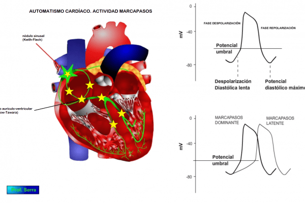 Automatismo de las células cardíacas
