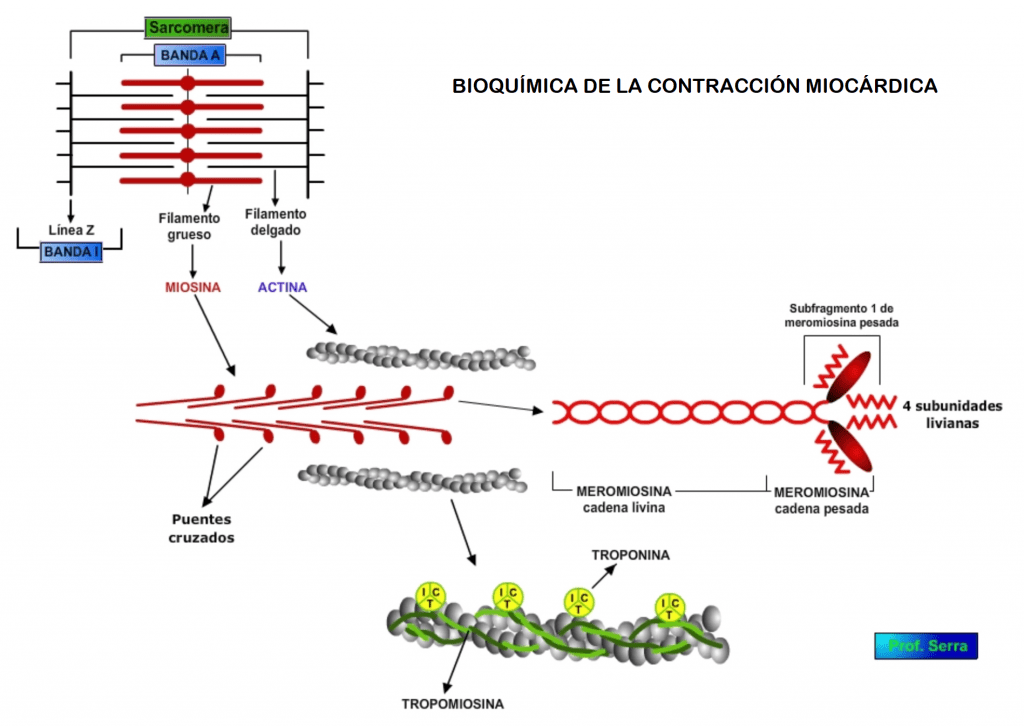 Bioquímica del proceso contráctil