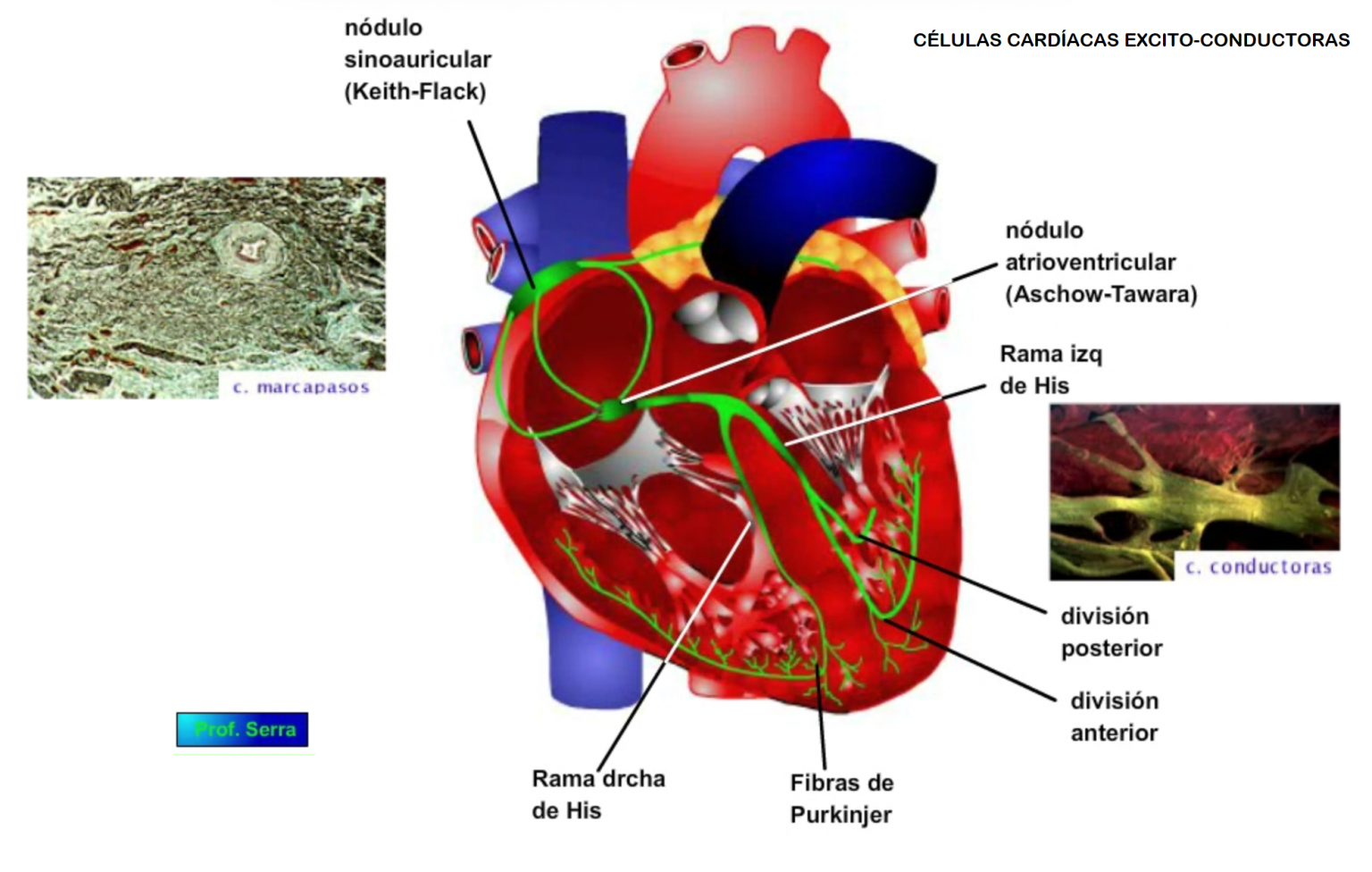 Aspectos Morfo Funcionales Del CorazÓn Y Sus CÉlulas Webfisio 1529