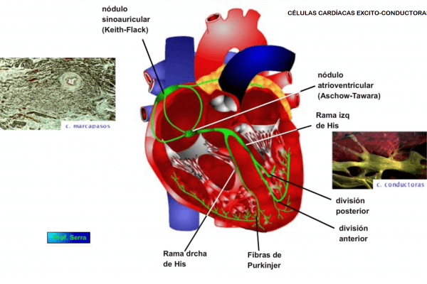 células cardíacas excito conductoras