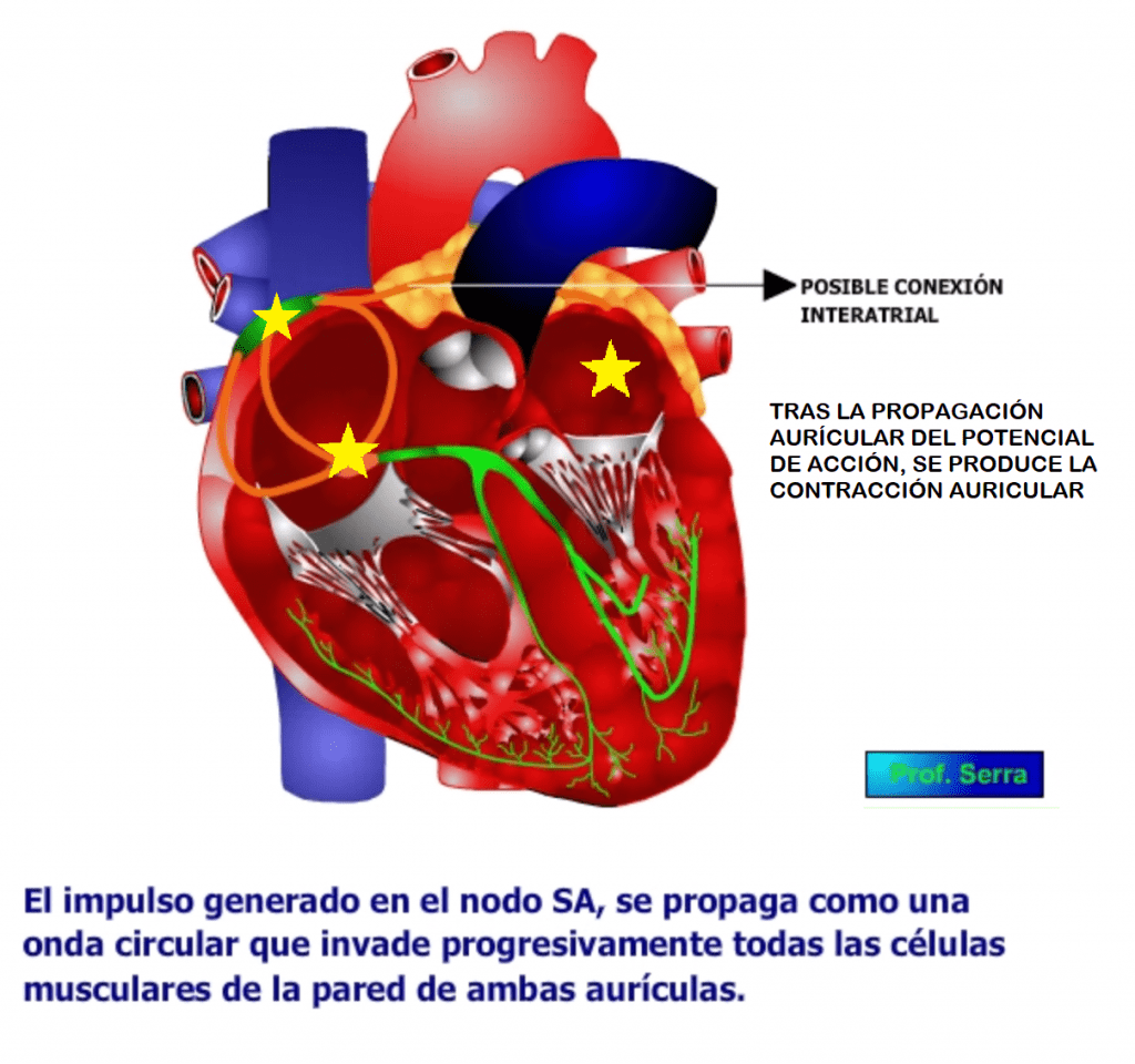 conductibilidad auricular