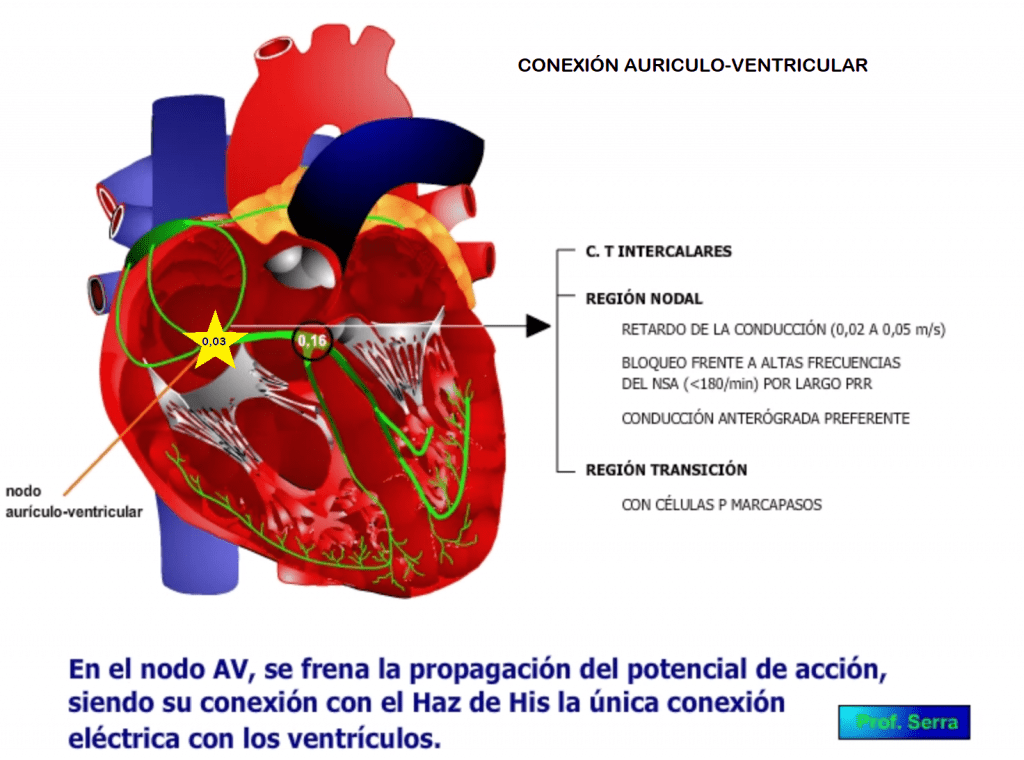 Conducción aurículo-ventricular