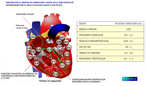 conductibilidad cardíaca