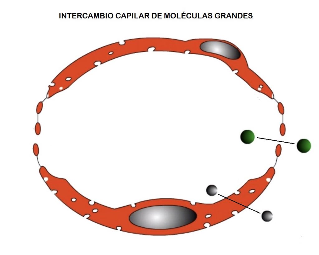 Intercambio capilar de moléculas grandes