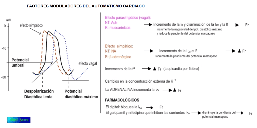 moduladores del automatismo cardíaco