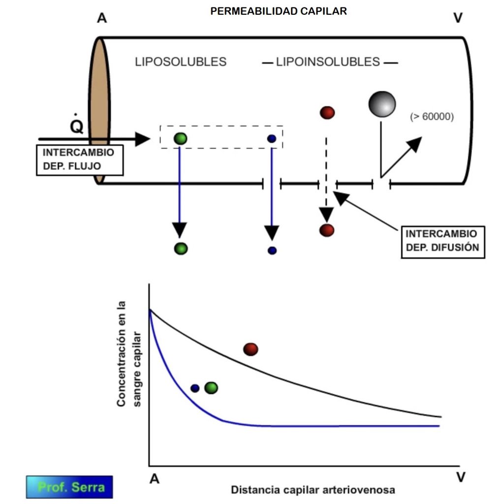 Permeabilidad capilar