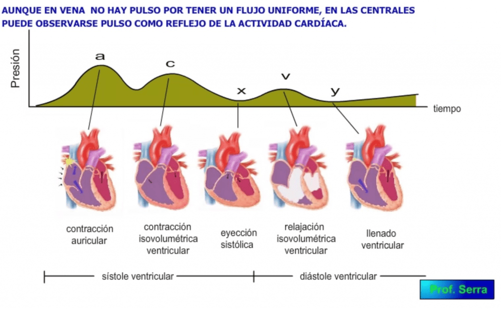 pulso venoso