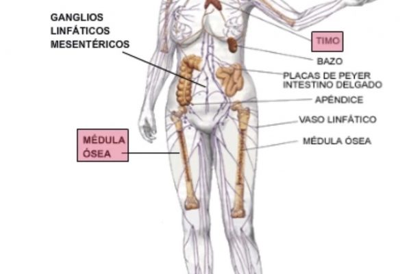 Sistema linfático