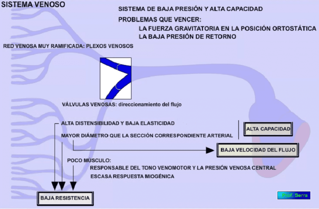 características morfofunionales