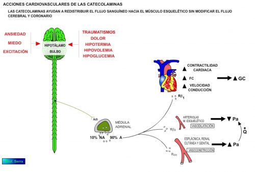 Catecolaminas