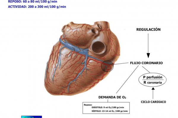 circulación coronaria