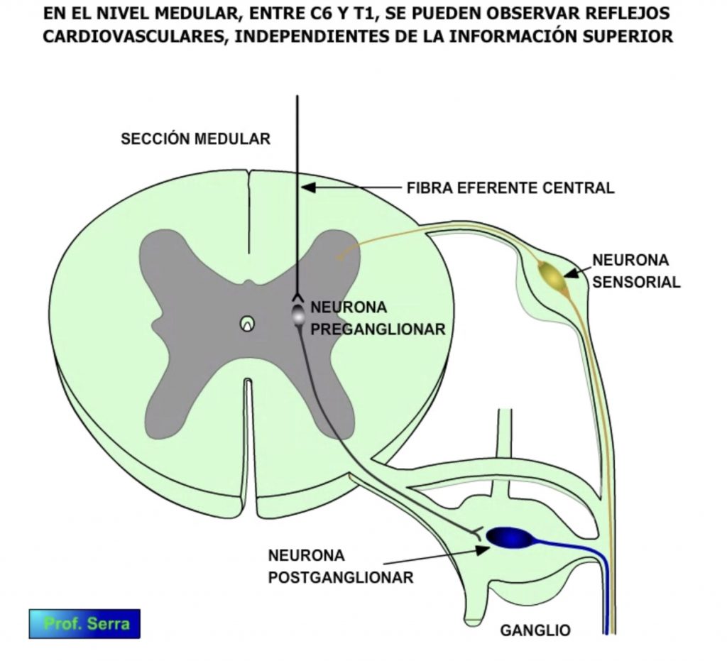 control medular