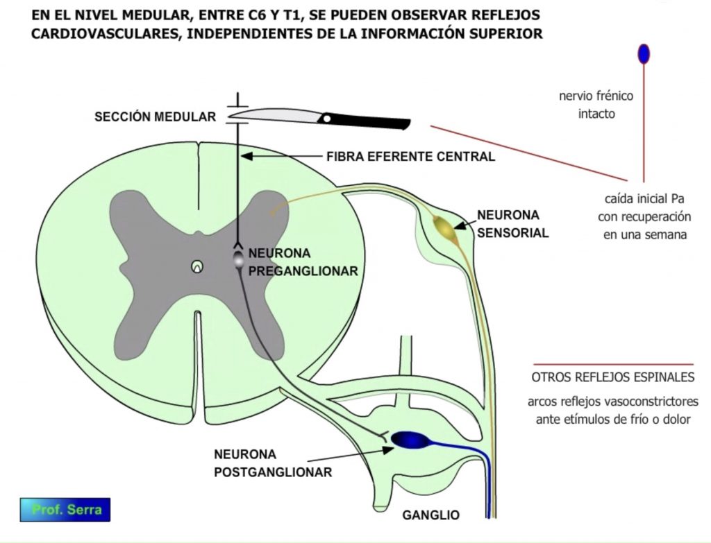 control medular 2