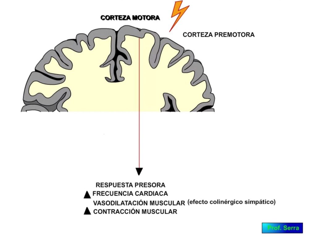 corteza cerebral cardiovascular