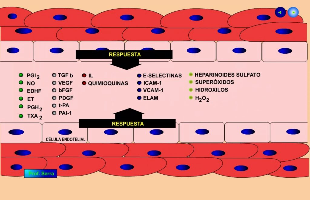 endotelio 2