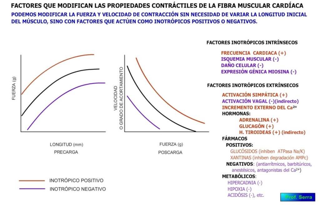 factores inotrópicos