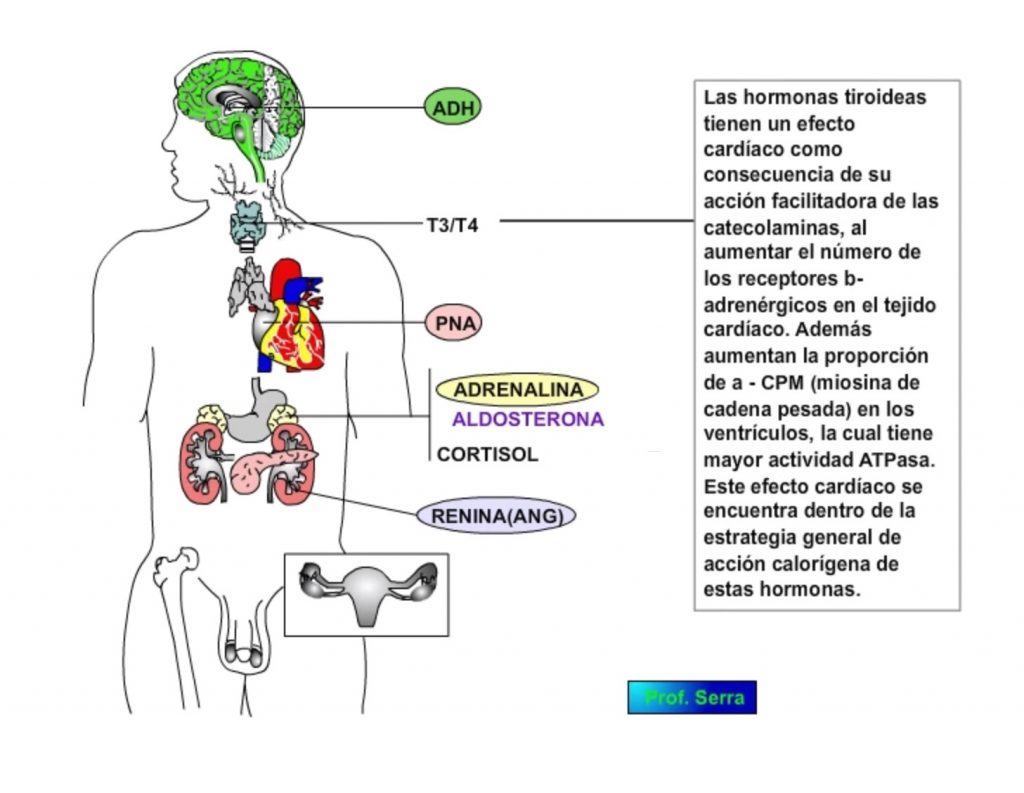 hormonas tiroideas