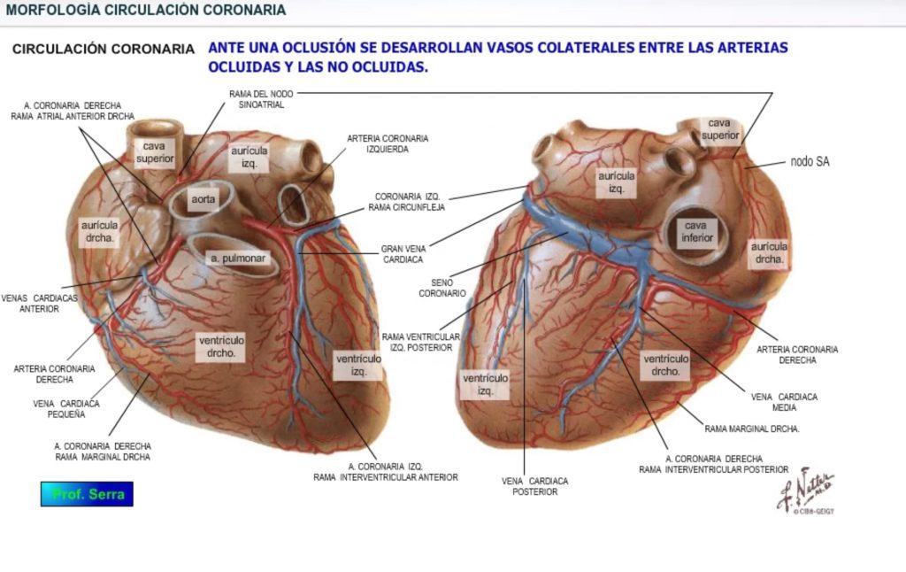 morfología circulación coronaria