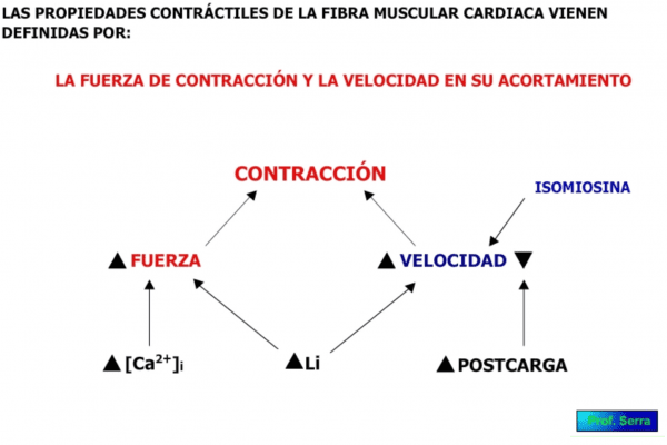 propiedades contráctiles de las fibras musculares cardíacas