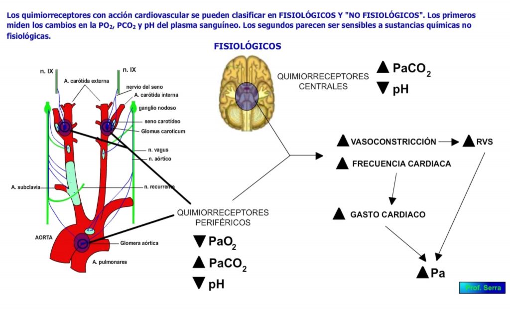 Quimiorrecptores fisiológicos