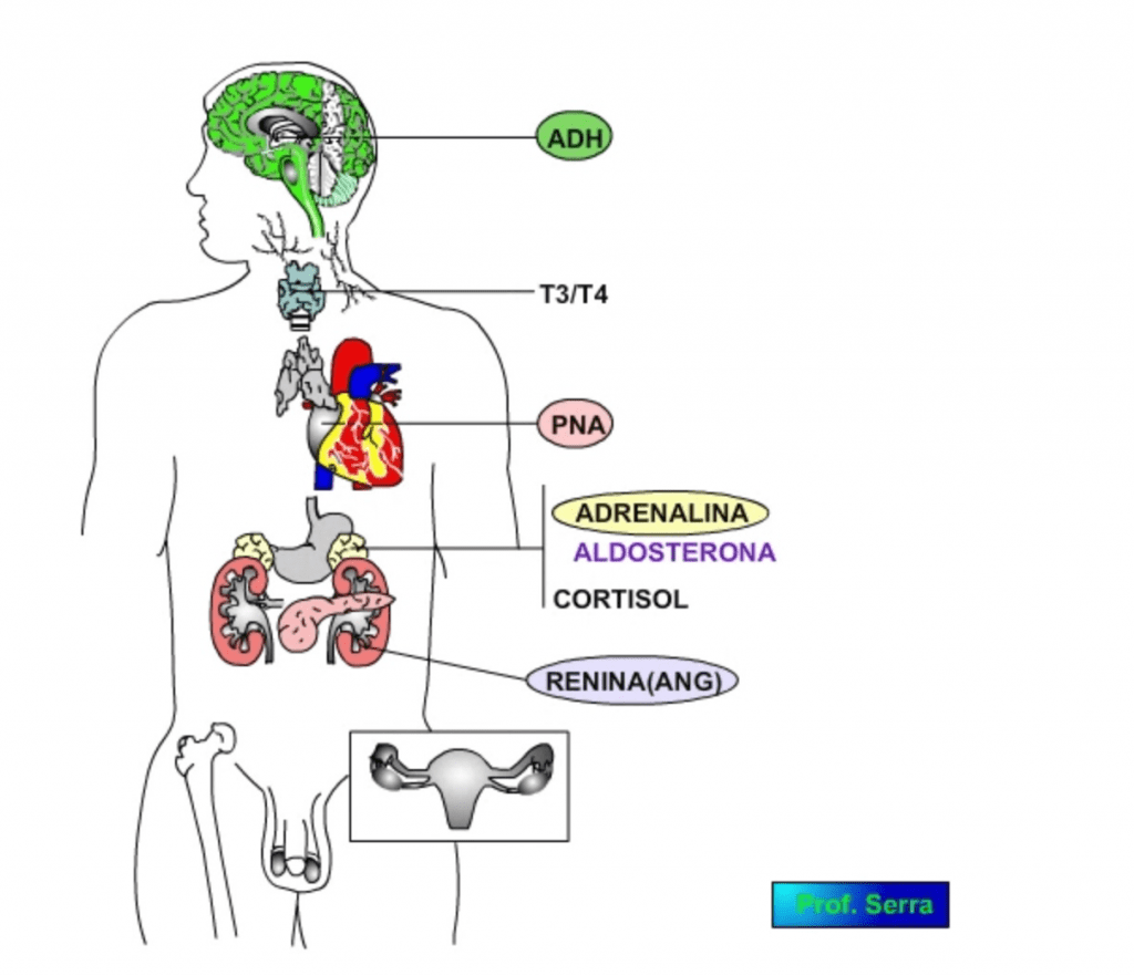 regulación endocrina del sistema cardiovascular