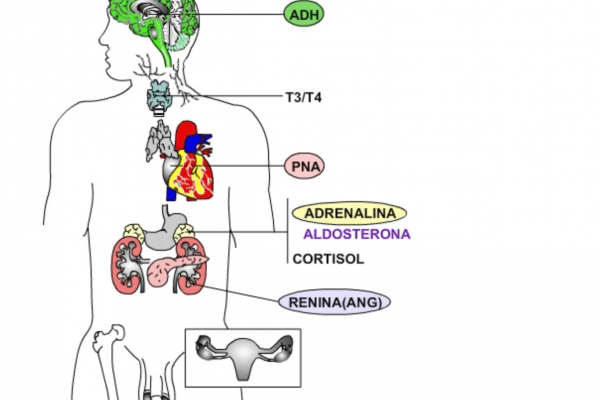 regulación endocrina del sistema cardiovascular