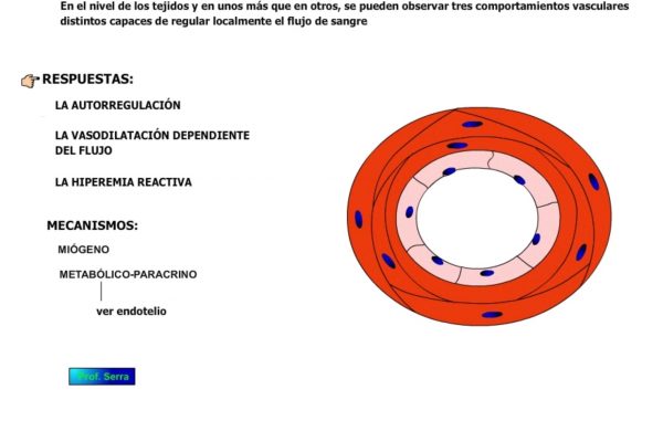 Regulación local del sistema cardiovascular