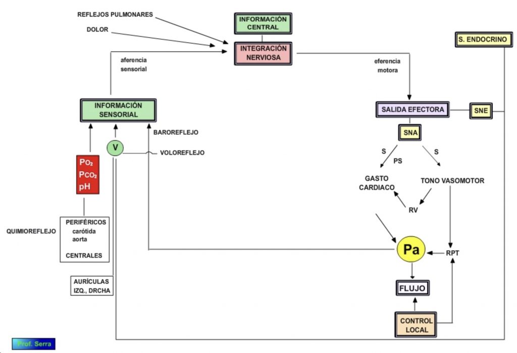 regulación nerviosa cardiovascular