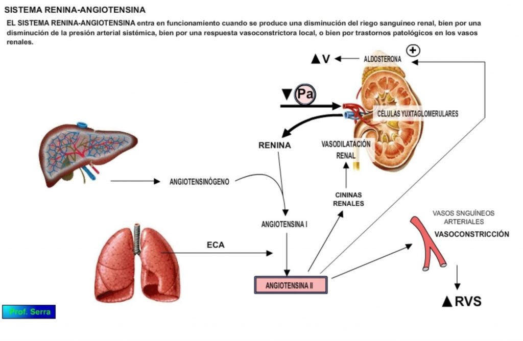 Sistema renina-angiotensina