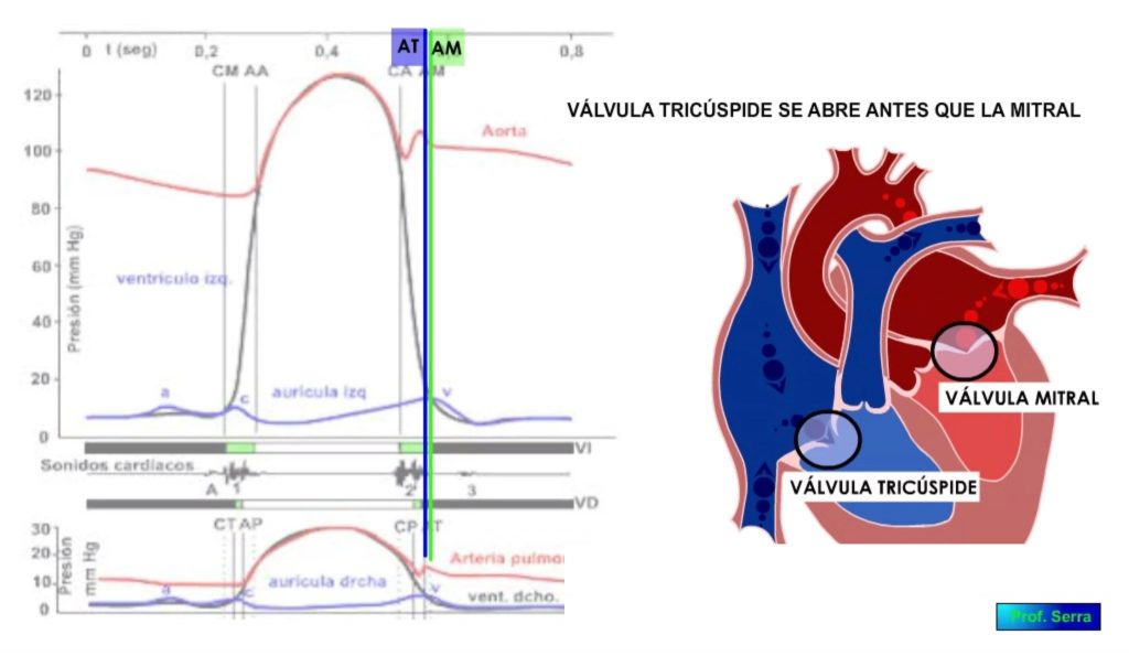 apertura válvulas tricúspide y mitral.