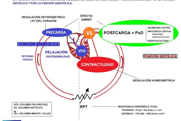 factores volumen sistólico