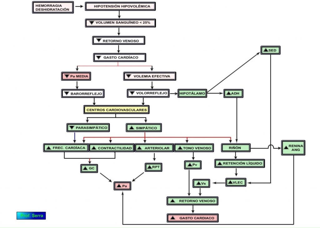 cambios cv hipotensión hipovolémica