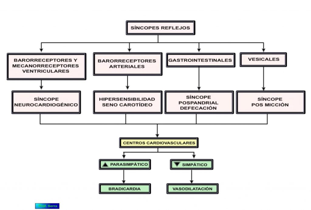 Cambios cardiovasculares a la hipotensión