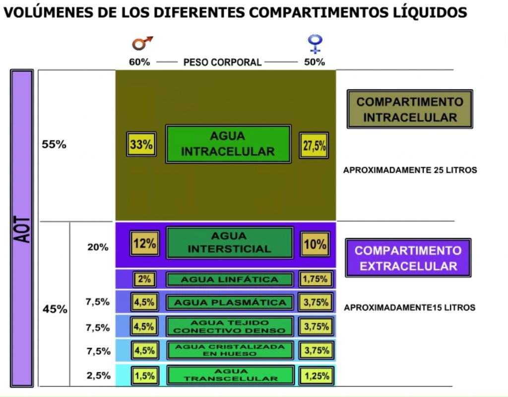 Volúmenes en los diferentes compartimentos líquidos