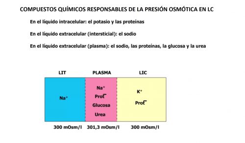 Presión osmótica 2