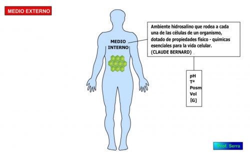 Medio interno