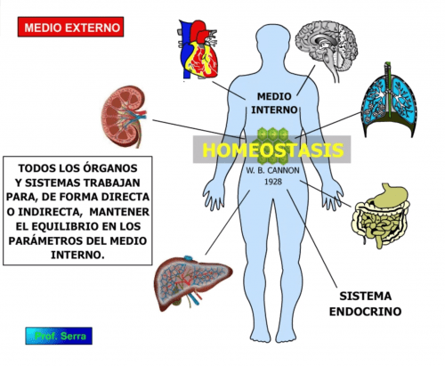 Homeostasis